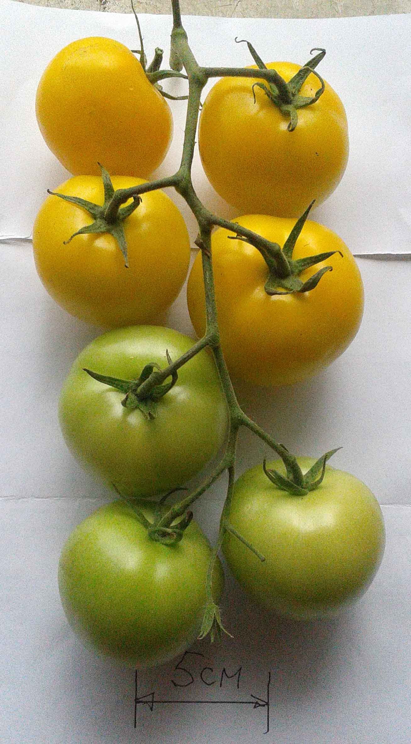 Сорта томатов, устойчивые к кладоспориозу - Страница 6 - Дачный форум:  дача, сад, огород, цветы.