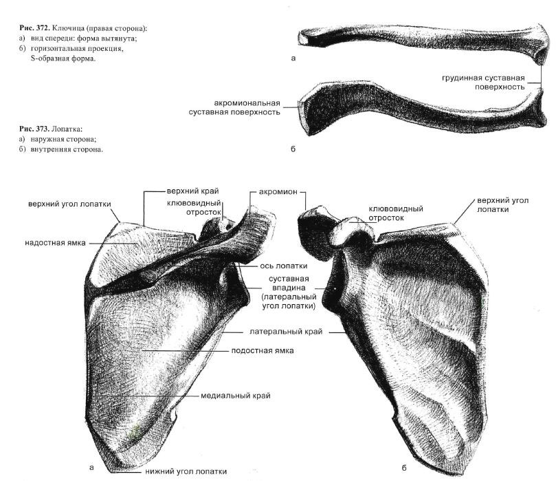 Ключица анатомия рисунок