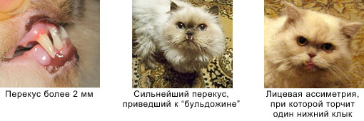 Правильные зубы у кошек Правильные зубы у кошек