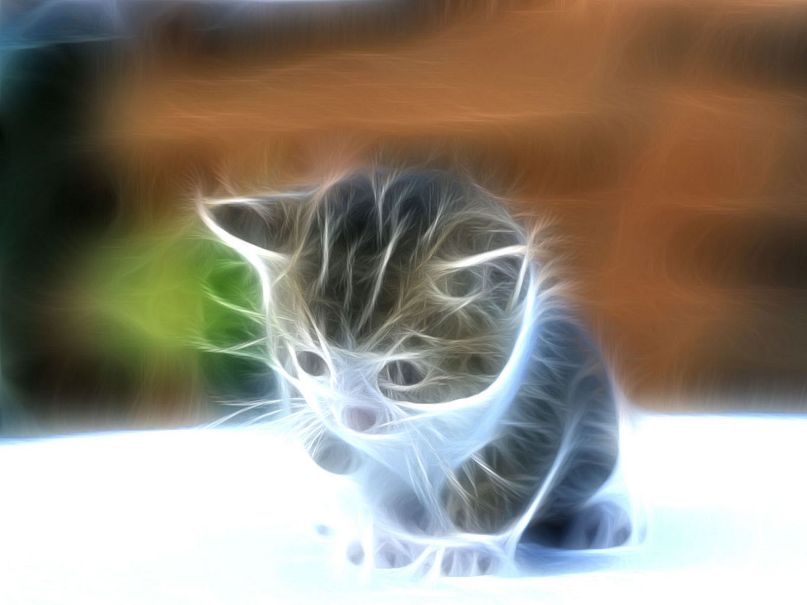 Evening with kitten image