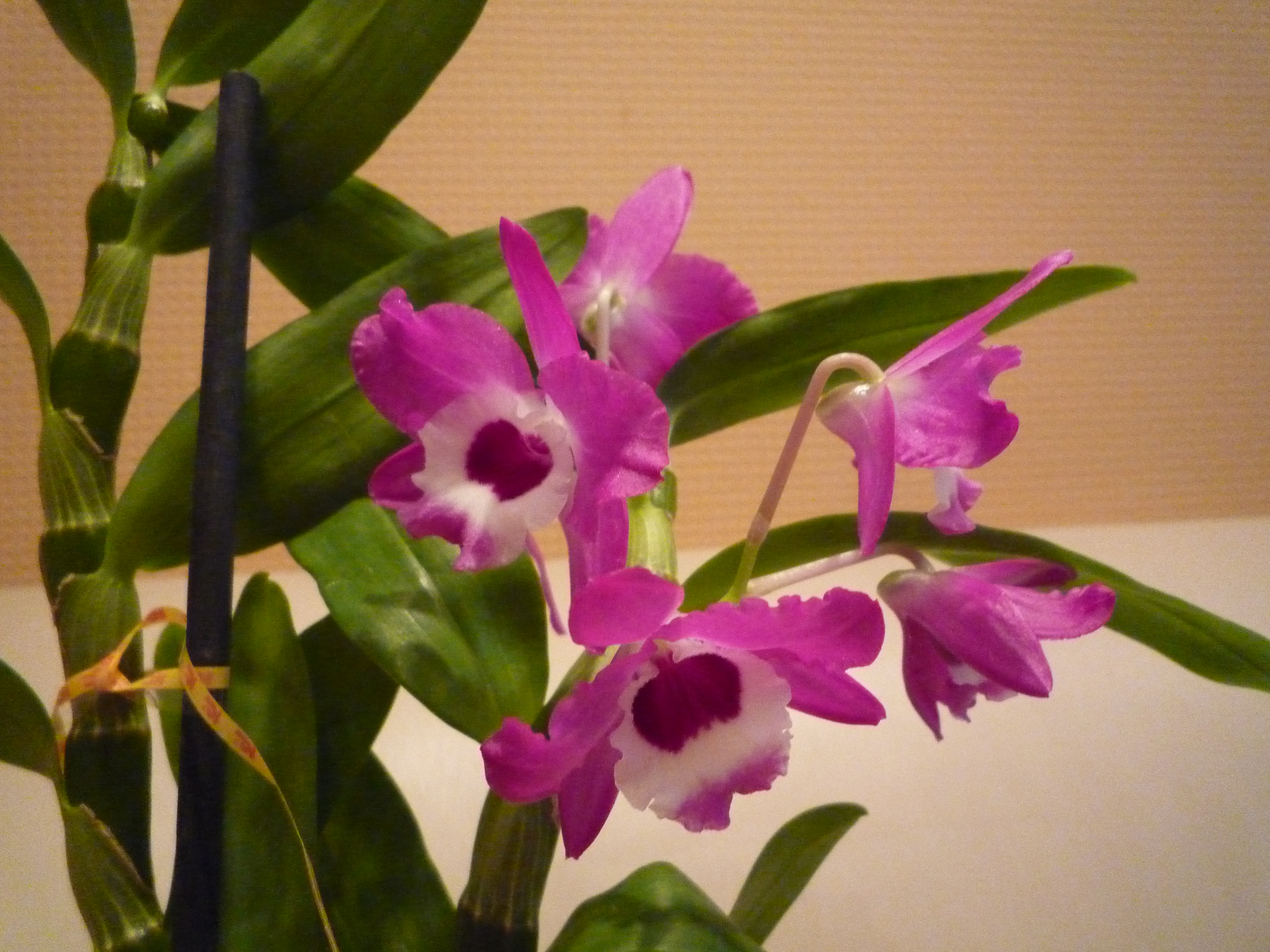 7 орхидей