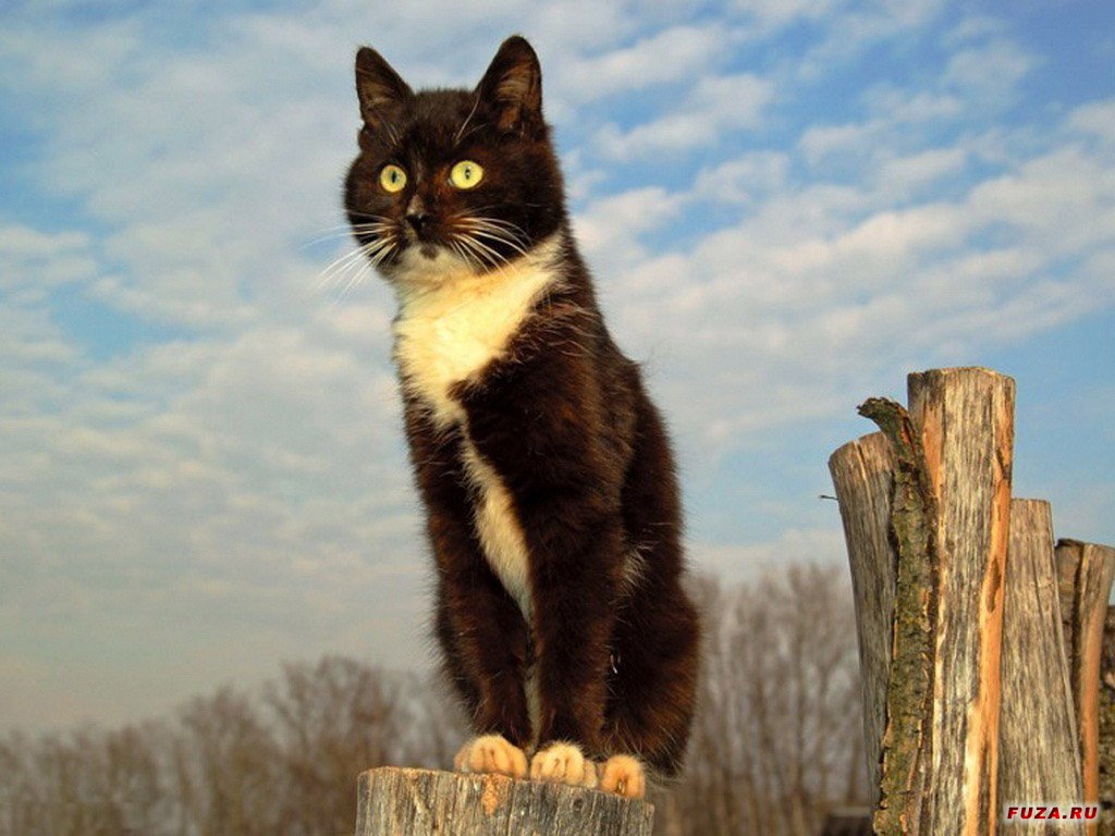 Стоять на стороже. Мартовский кот. Котик сидит на заборе. Черный кот на заборе.