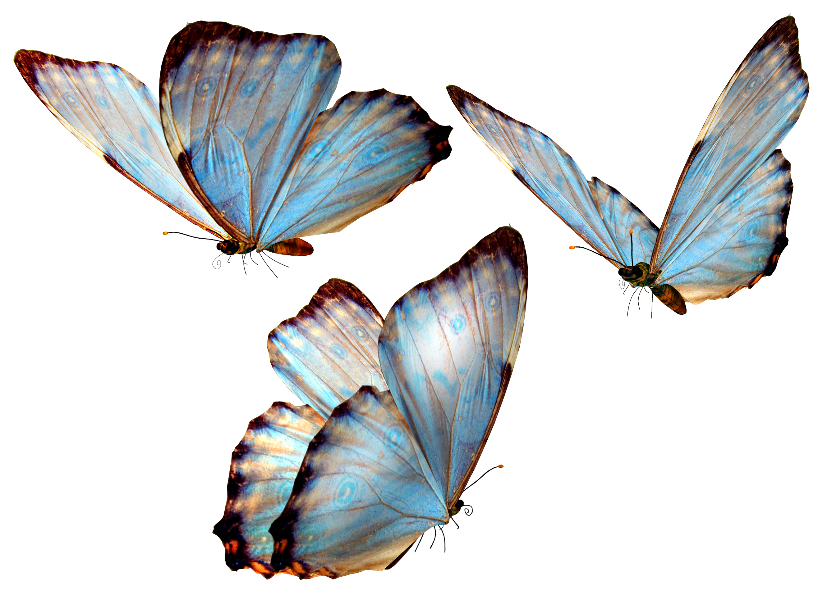 Пнг изображения. Бабочки. Голубая бабочка на прозрачном фоне. Бабочка летит. Бабочки на прозрачном фоне для фотошопа.