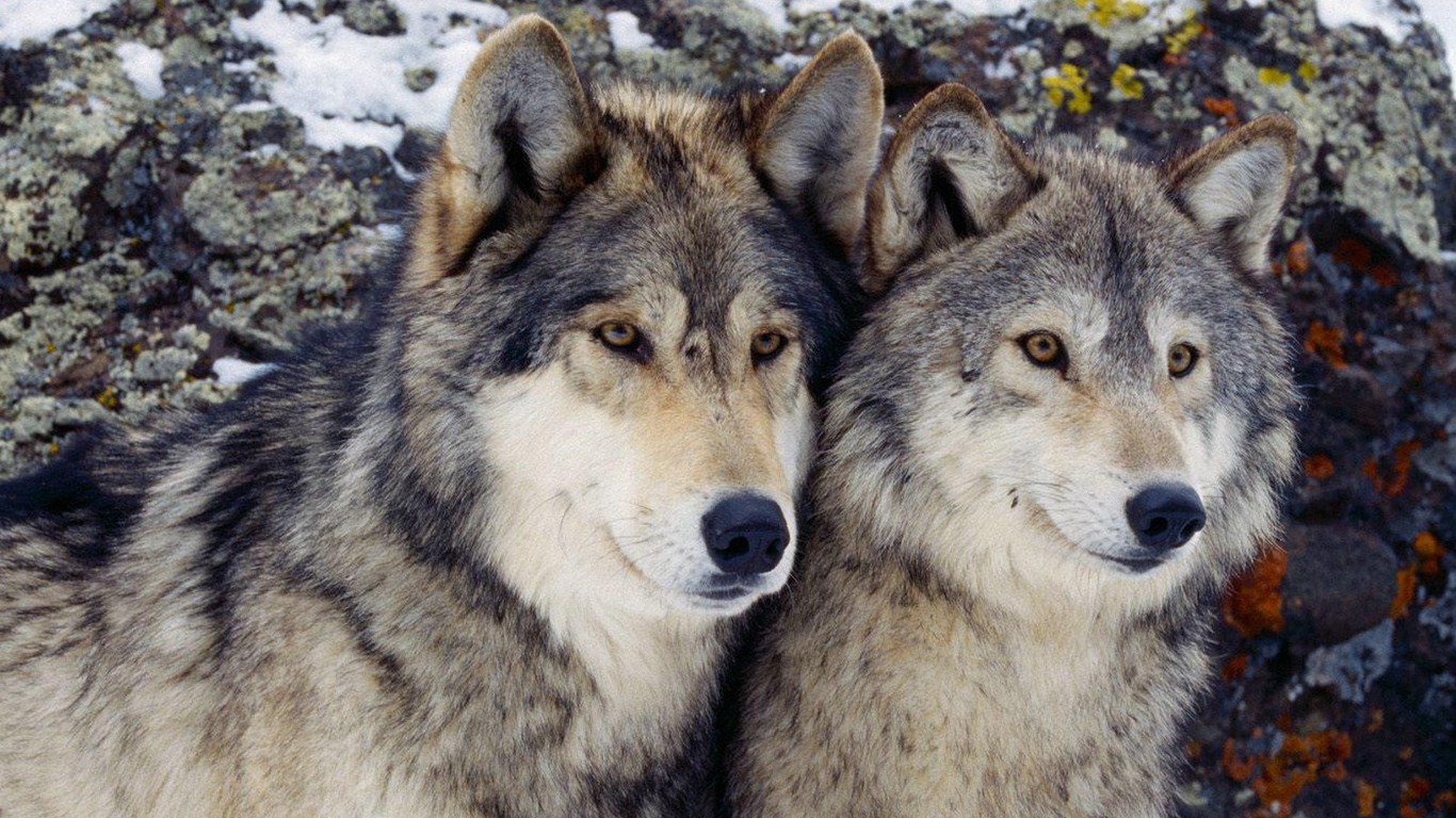 Save wolf. Горные волки Аляски. Кенайский волк. Красивый волк. Бурилар фото.