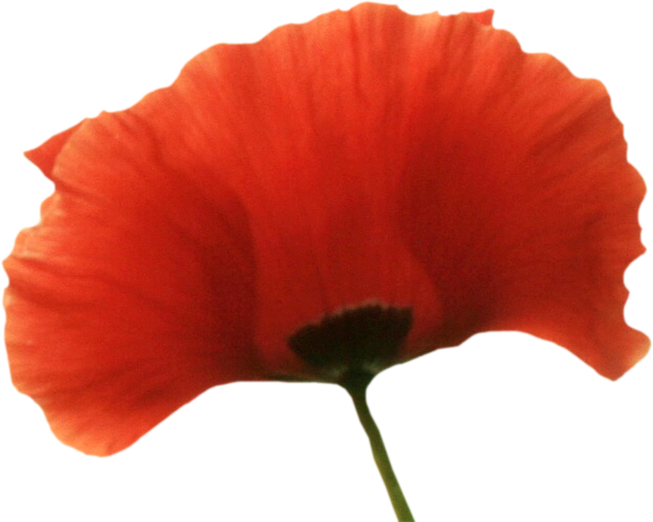 Poppy png