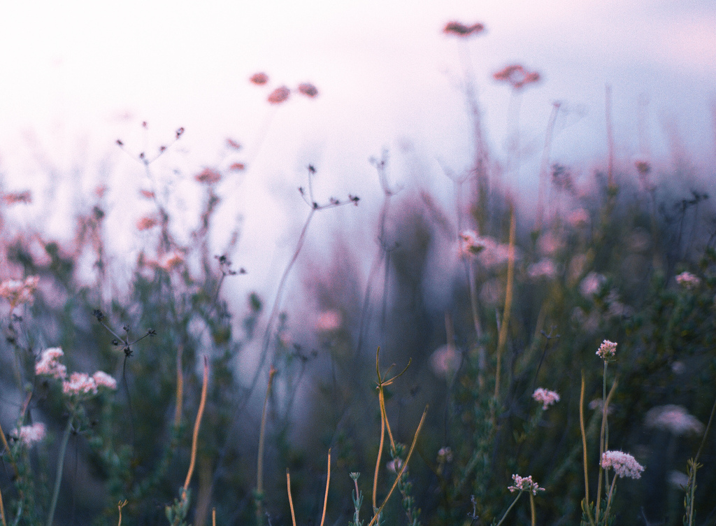 Wildflowers tumblr