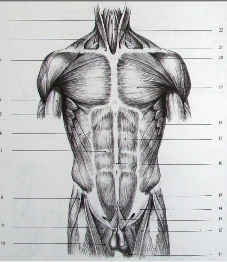 Мышцы туловища рисунок. Мышцы торса. Пластическая анатомия мышц туловища. Строение мышц торса. Мышцы мужчины анатомия.