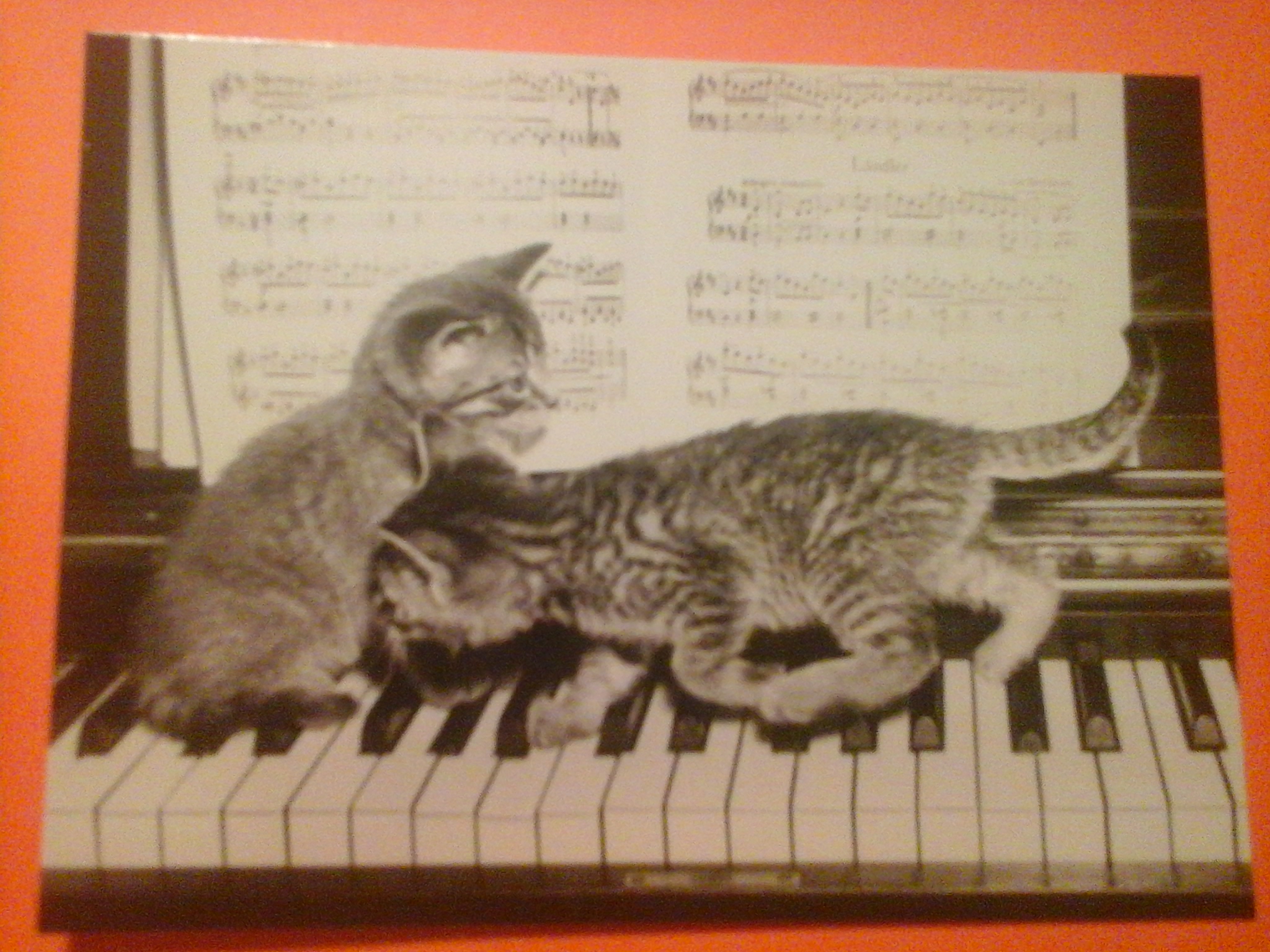 Коте песни 5. Кошкин блюз. Коте песни 5. Песню про котиков на ютубе. Песню про котиков на ютубе.